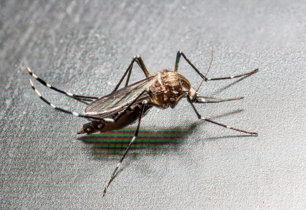 An Aedes albopictus mosquito, which can spread chikungunya
