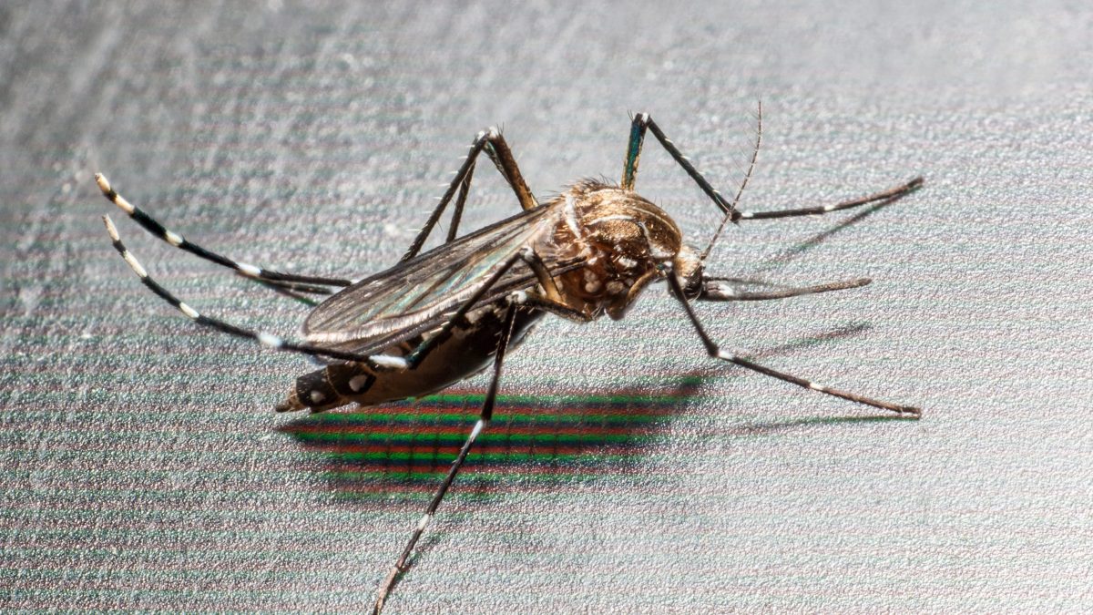 An Aedes albopictus mosquito, which can spread chikungunya