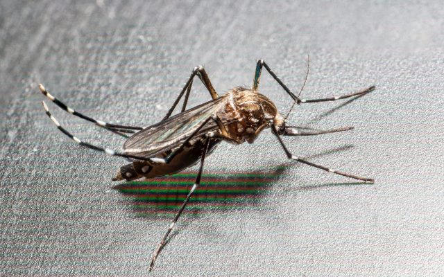 Chikungunya in Kerala: Thiruvananthapuram’s Vattiyoorkavu Becomes a Hotspot and the Health Department Responds
