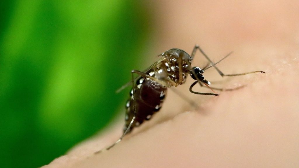 An Aedes aegypti mosquito, the carrier of dengue