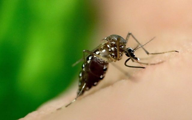 Delhi Records 98 New Dengue Cases in the Week to 3 October, Taking the 2026 Total to 695, With September the Worst Month So Far
