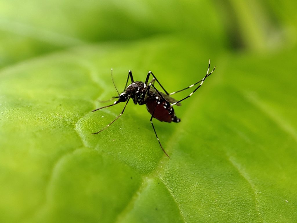An Aedes aegypti mosquito, the carrier of dengue, resting on a leaf
