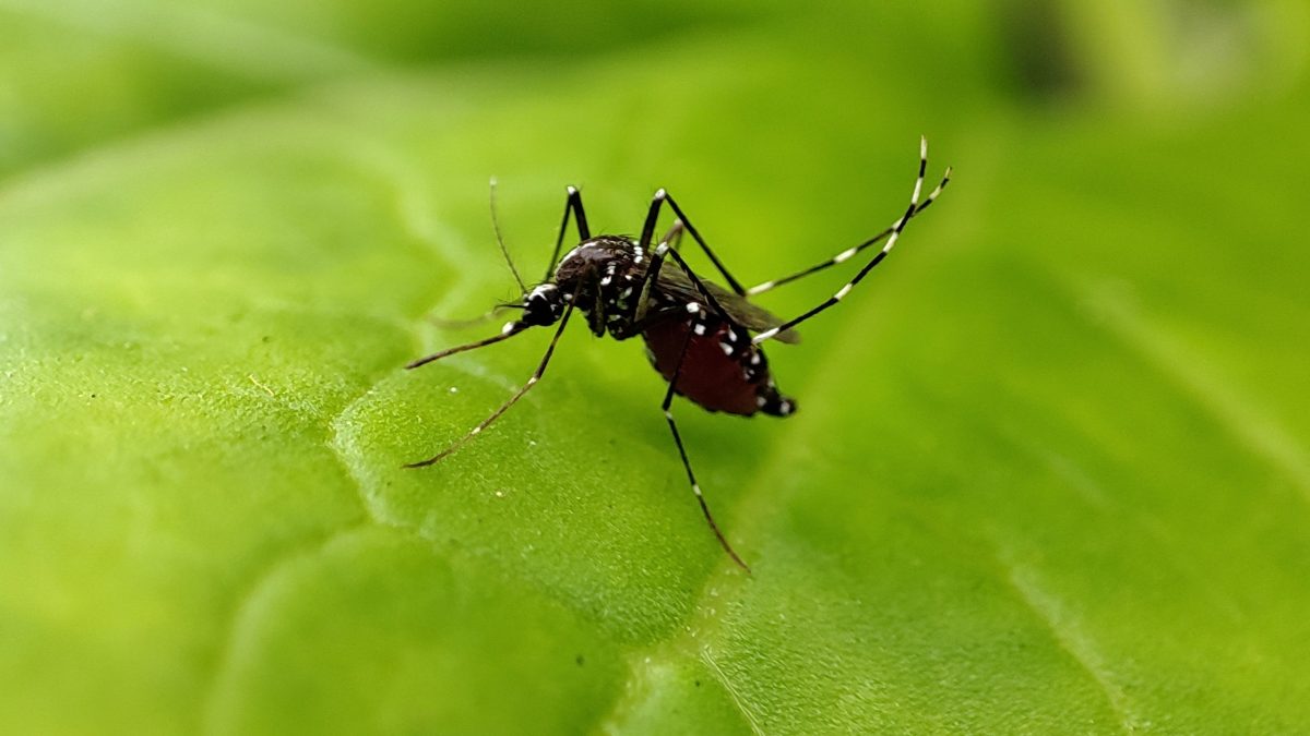 An Aedes aegypti mosquito, the carrier of dengue, resting on a leaf