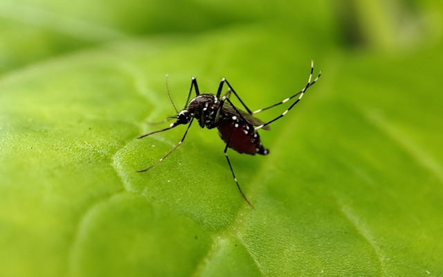 Delhi Records 98 Dengue Cases in First Week of October 2026 as Year’s Tally Reaches 695