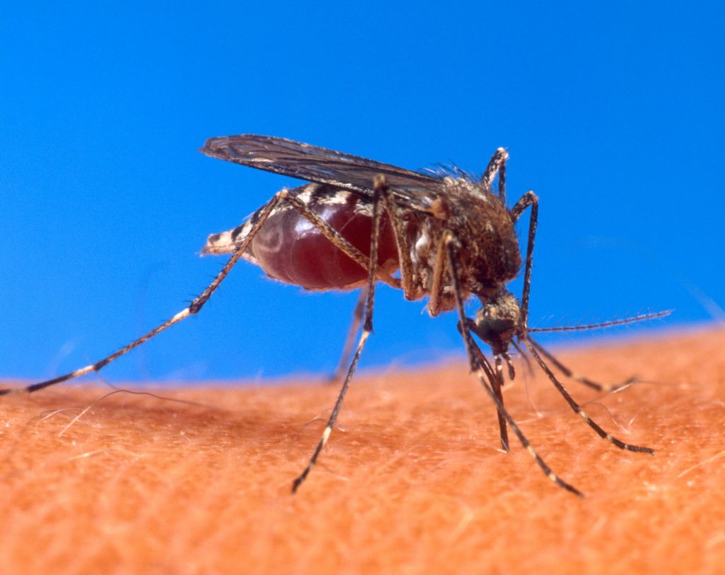 An Aedes aegypti mosquito biting human skin