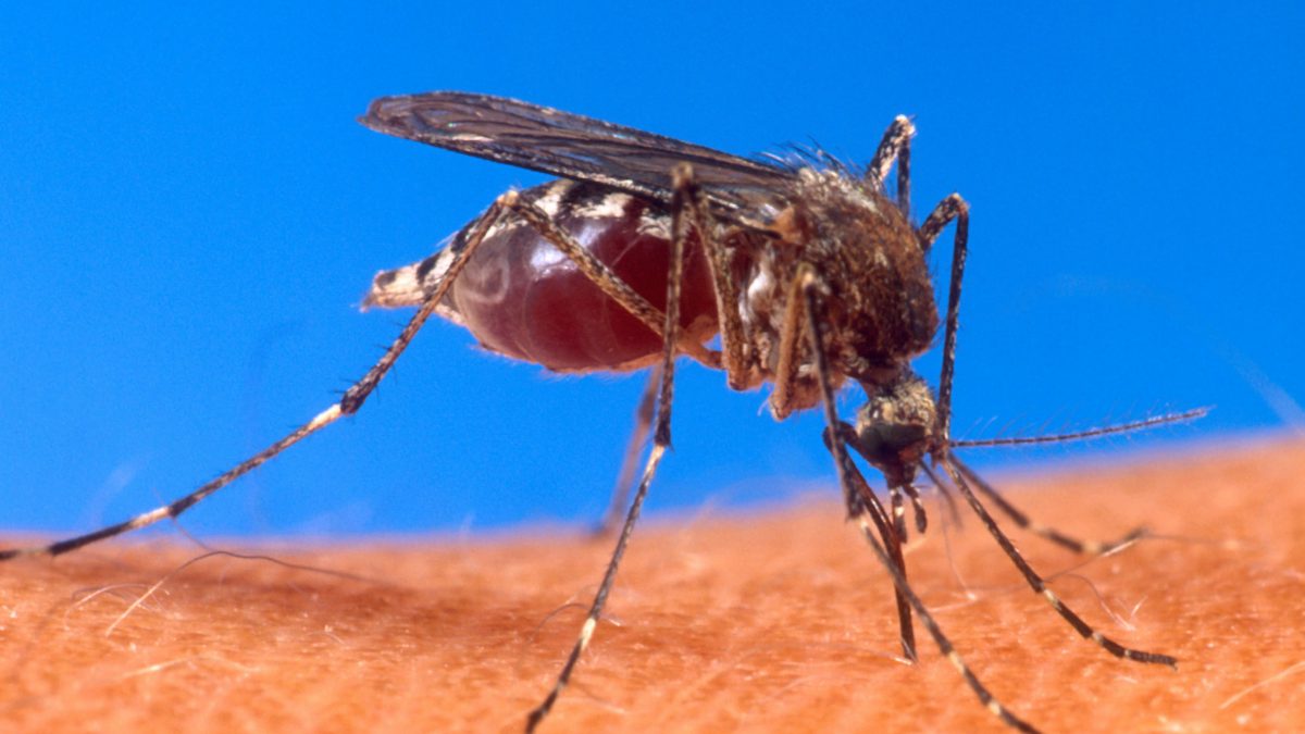 An Aedes aegypti mosquito biting human skin