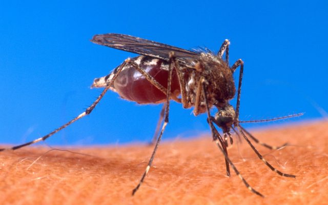 Dengue Warning Signs and Prevention: What the WHO Says Every Indian Household Should Know