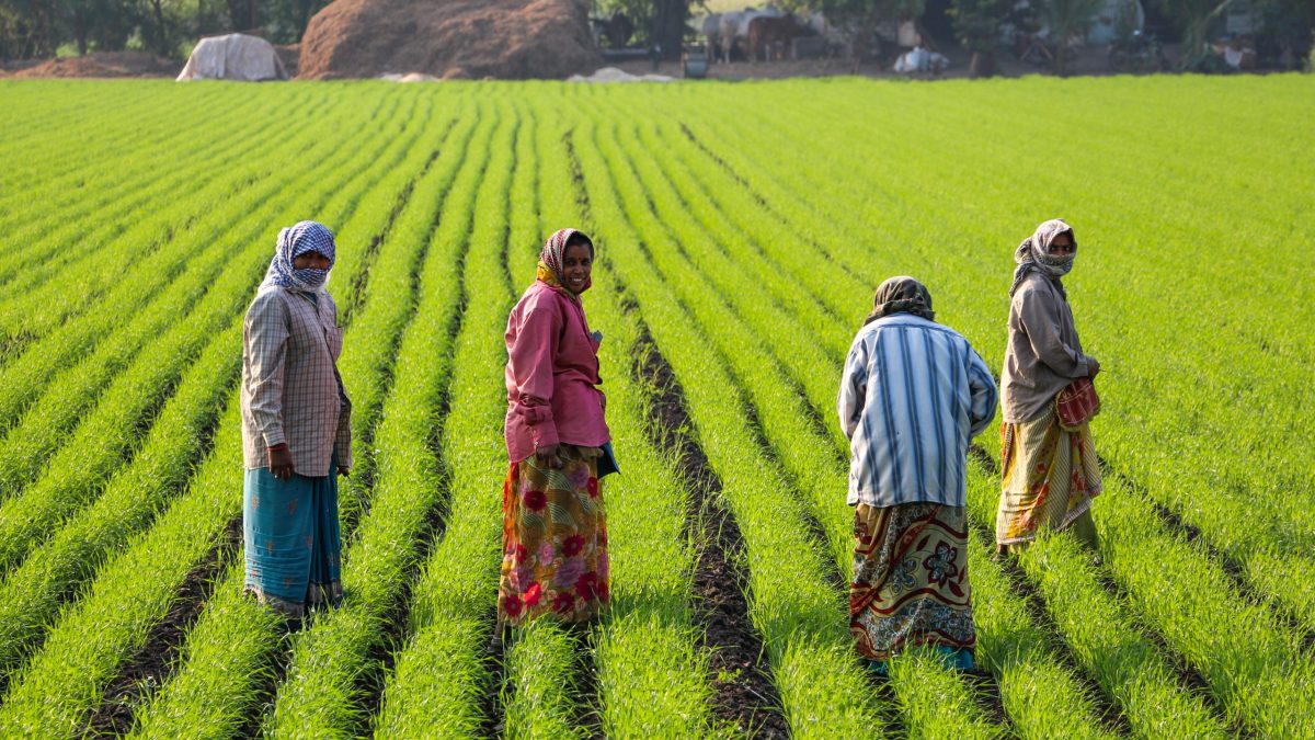Women farm workers in Gujarat