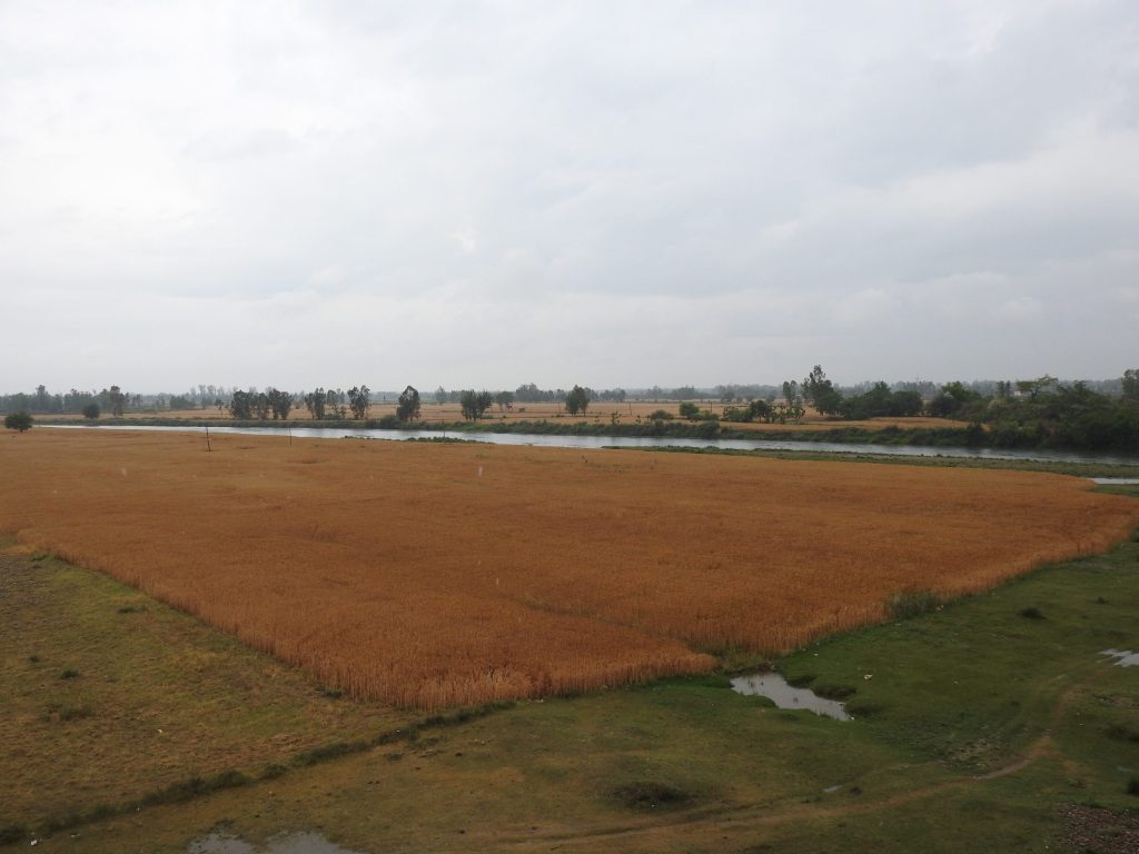 A wide field of ripening wheat in Punjab under a cloudy sky