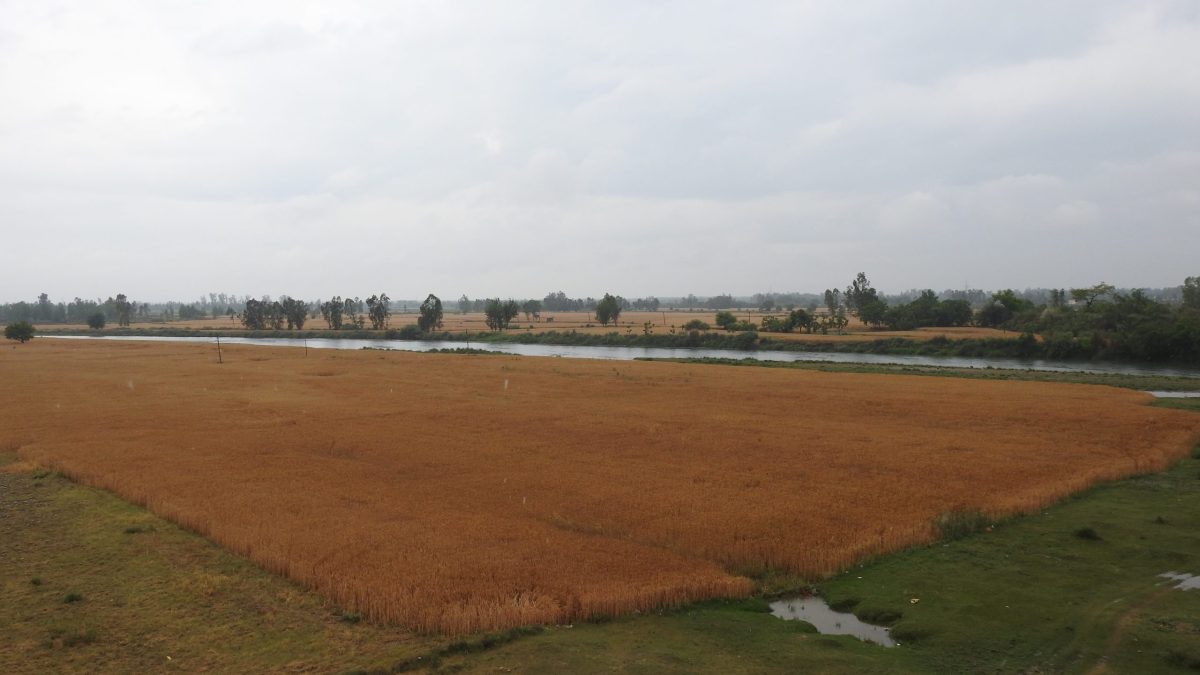 A wide field of ripening wheat in Punjab under a cloudy sky