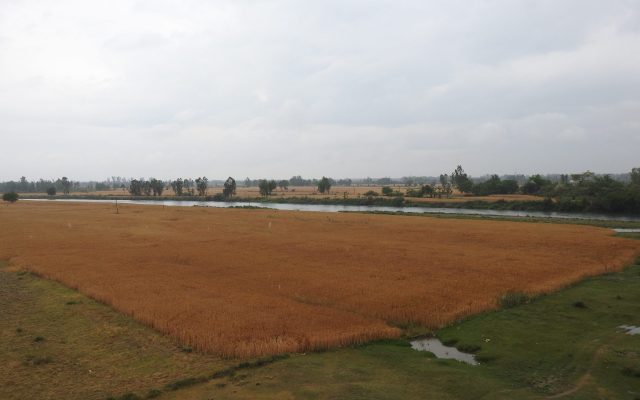 Green Revolution in India: How High-Yield Seeds Ended Food Shortages and What It Cost