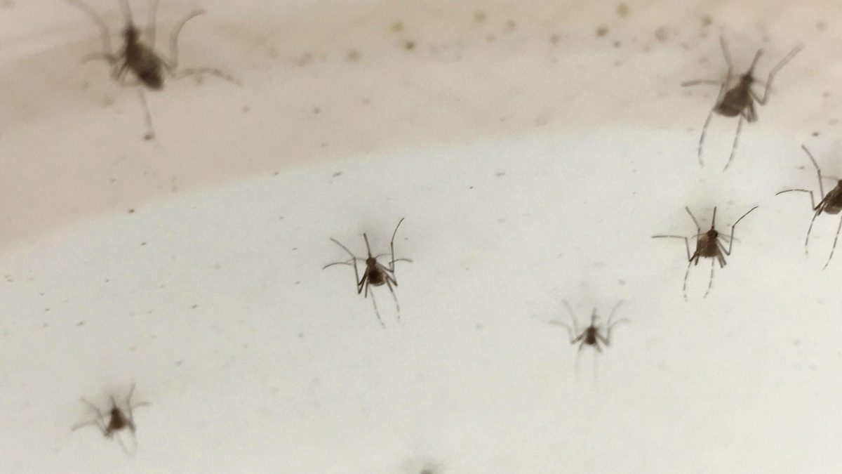 Aedes aegypti mosquitoes photographed close up