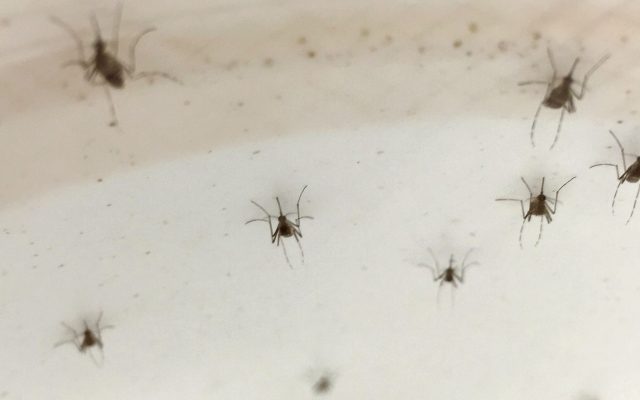 How Delhi Fights Dengue: 3.18 Crore Household Visits, 1.89 Lakh Breeding Sites and 20,882 Prosecutions in 2026
