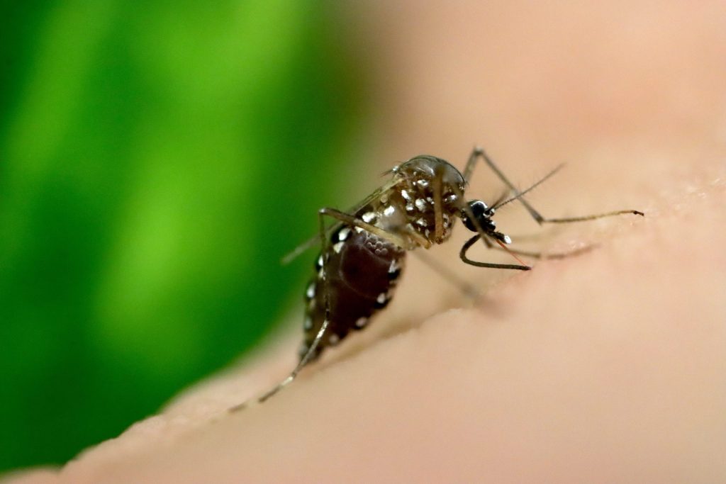 A magnified Aedes aegypti mosquito taking a blood meal