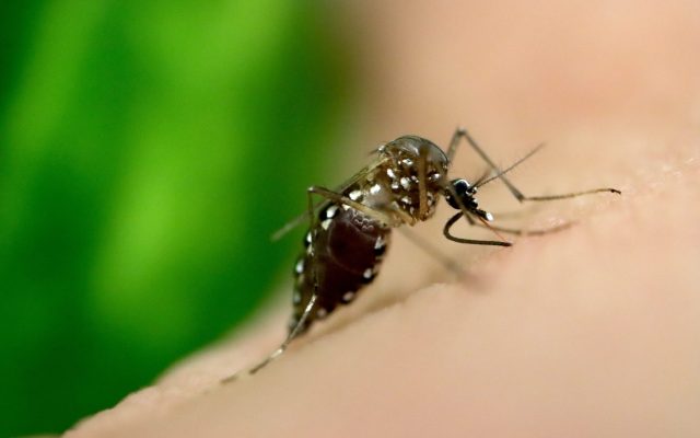 India’s Dengue Burden in 2026: Tamil Nadu Leads, and Why the Disease Is No Longer Confined to the Monsoon