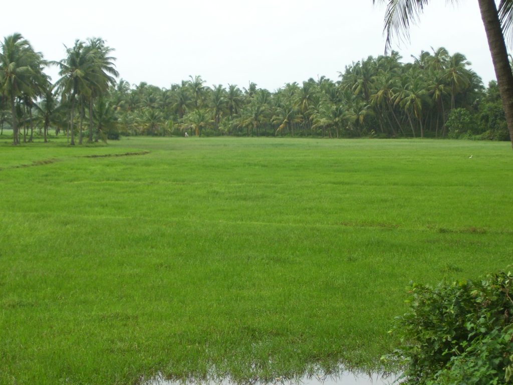 Green rice fields with a coconut grove behind them in Dakshina Kannada