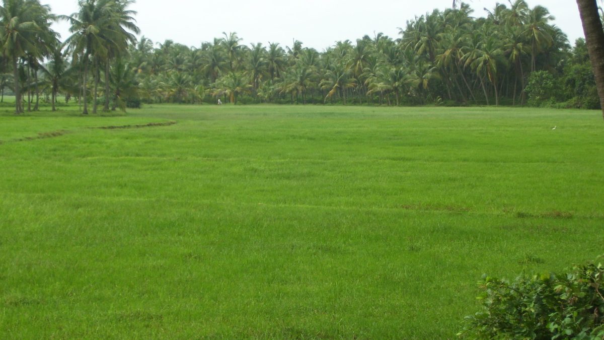 Green rice fields with a coconut grove behind them in Dakshina Kannada