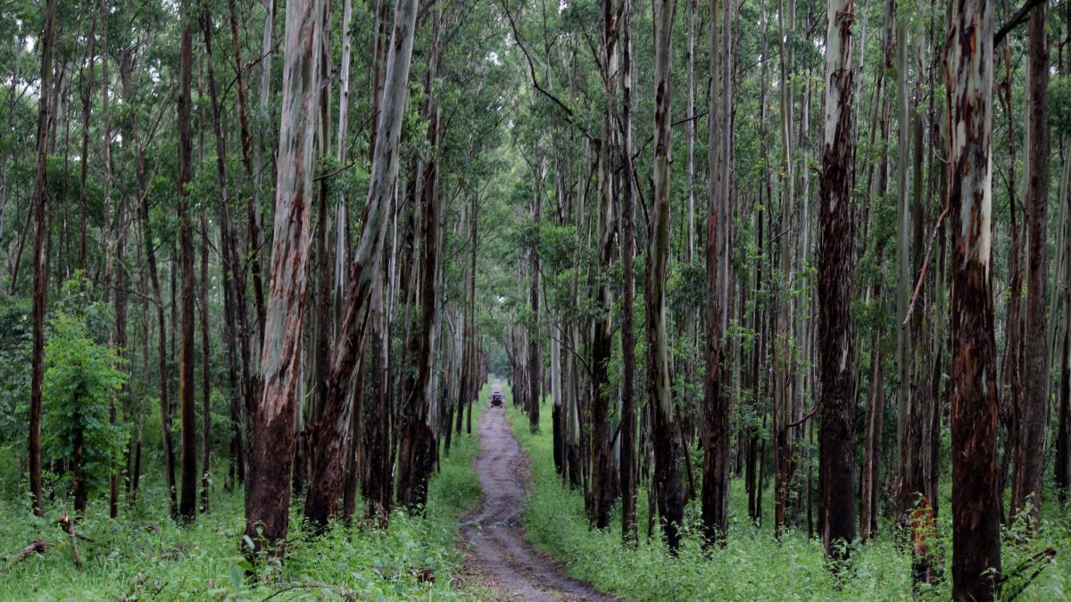 A forest track lined with tall trees in Muthanga Wildlife Sanctuary in Wayanad