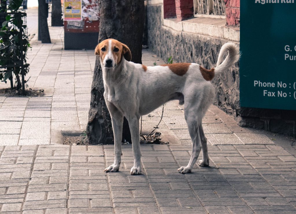 A stray dog standing on a street in Pune