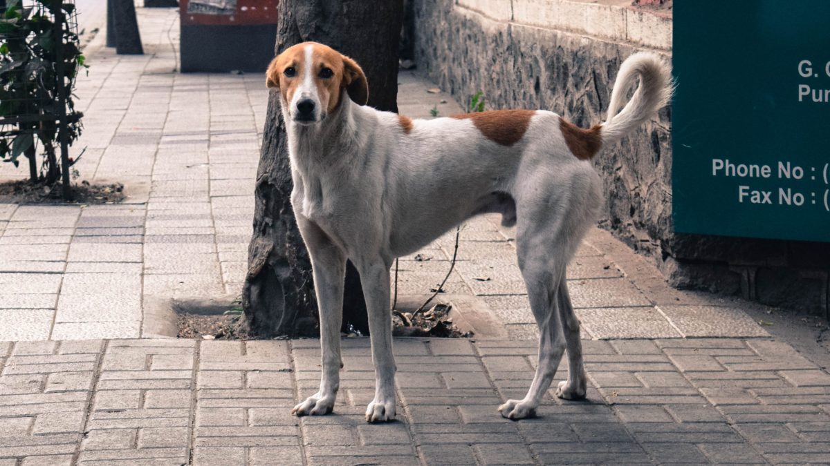 A stray dog standing on a street in Pune