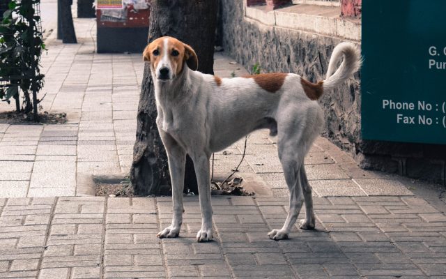 Kerala’s Stray Dog Crisis: 28 Rabies Deaths and 3 Lakh Bites in Five Months of 2026, and the Supreme Court’s Directions