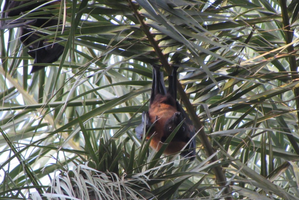 An Indian flying fox (Pteropus giganteus), a fruit bat