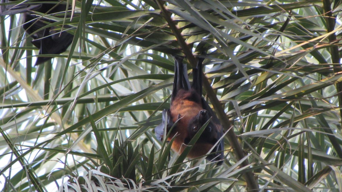 An Indian flying fox (Pteropus giganteus), a fruit bat