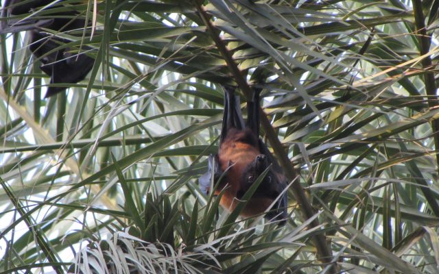 Nipah in West Bengal: Two Cases, 196 Contacts Traced and What Is Known About the Virus