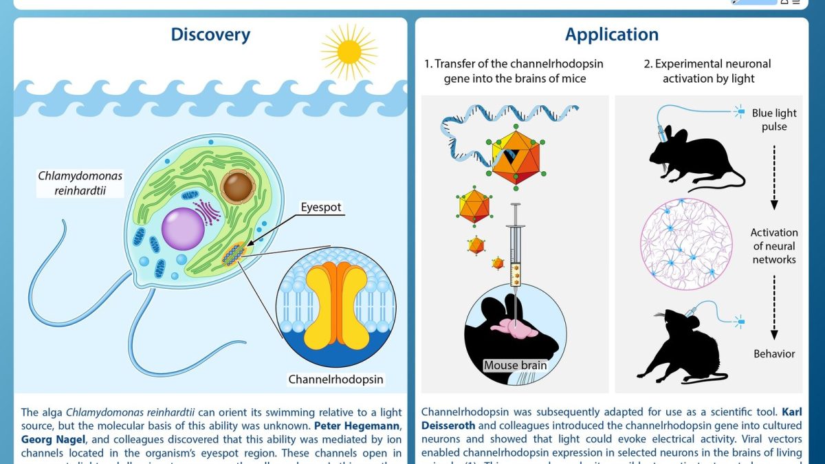Illustration of channelrhodopsin and optogenetics for the 2026 Nobel Prize