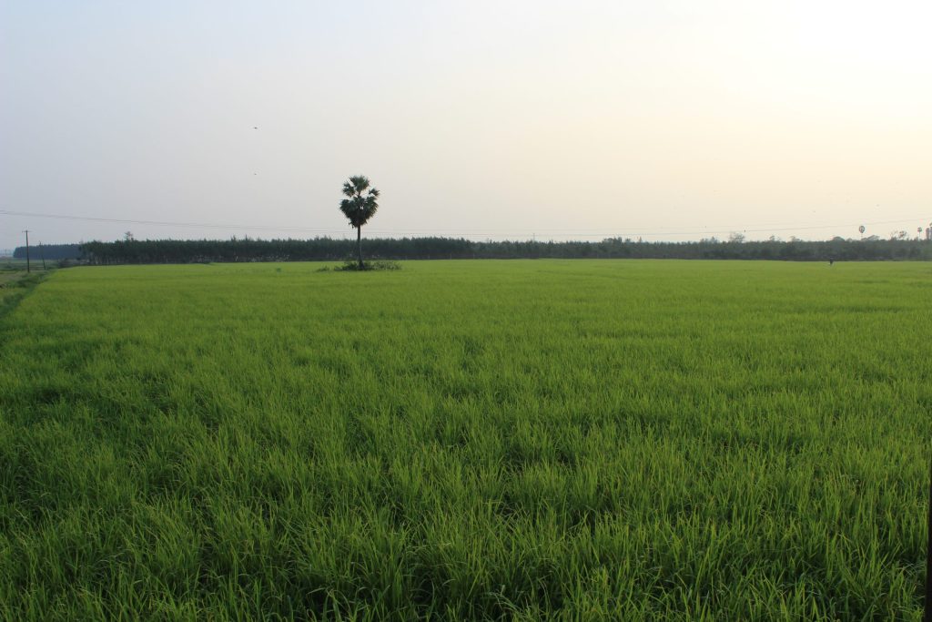 A green paddy field with a lone palm tree in Tamil Nadu