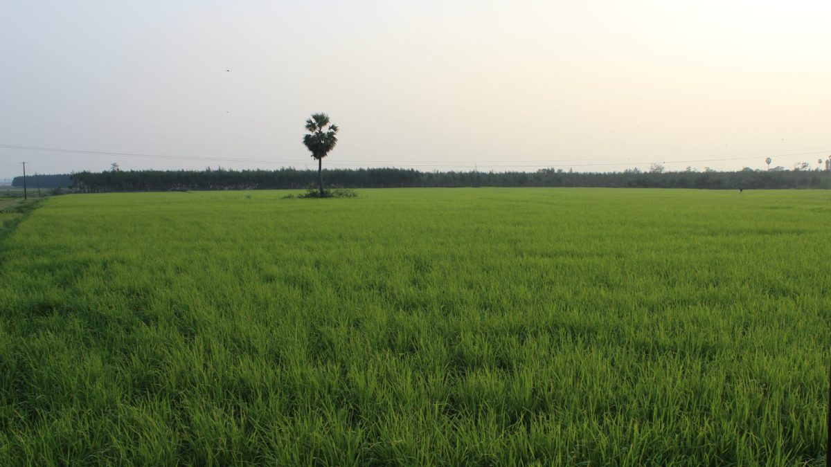 A green paddy field with a lone palm tree in Tamil Nadu