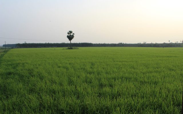 Tamil Nadu Rice Mill Owners Urge Public Not to Panic-Buy Amid Social Media Shortage Rumours