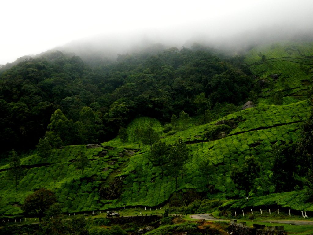 Green rolling hills and tea-covered slopes of the Western Ghats near Munnar in Kerala