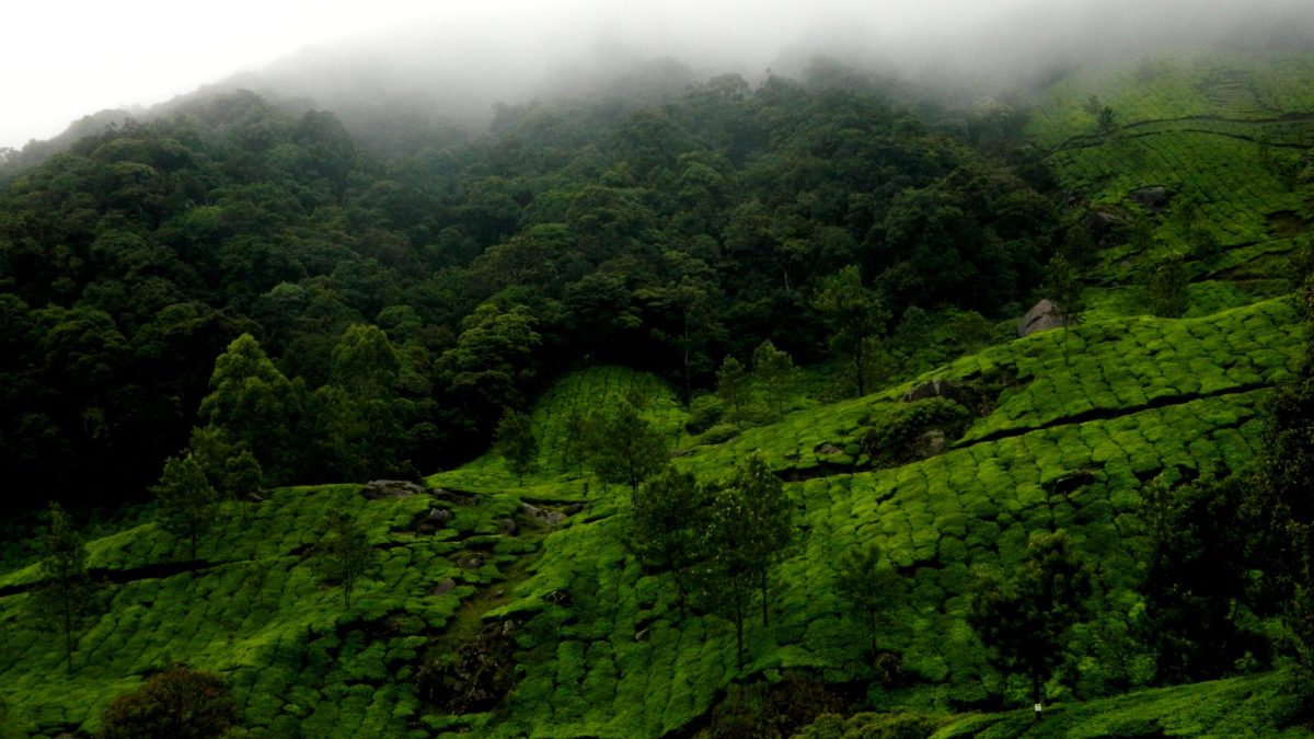 Green rolling hills and tea-covered slopes of the Western Ghats near Munnar in Kerala