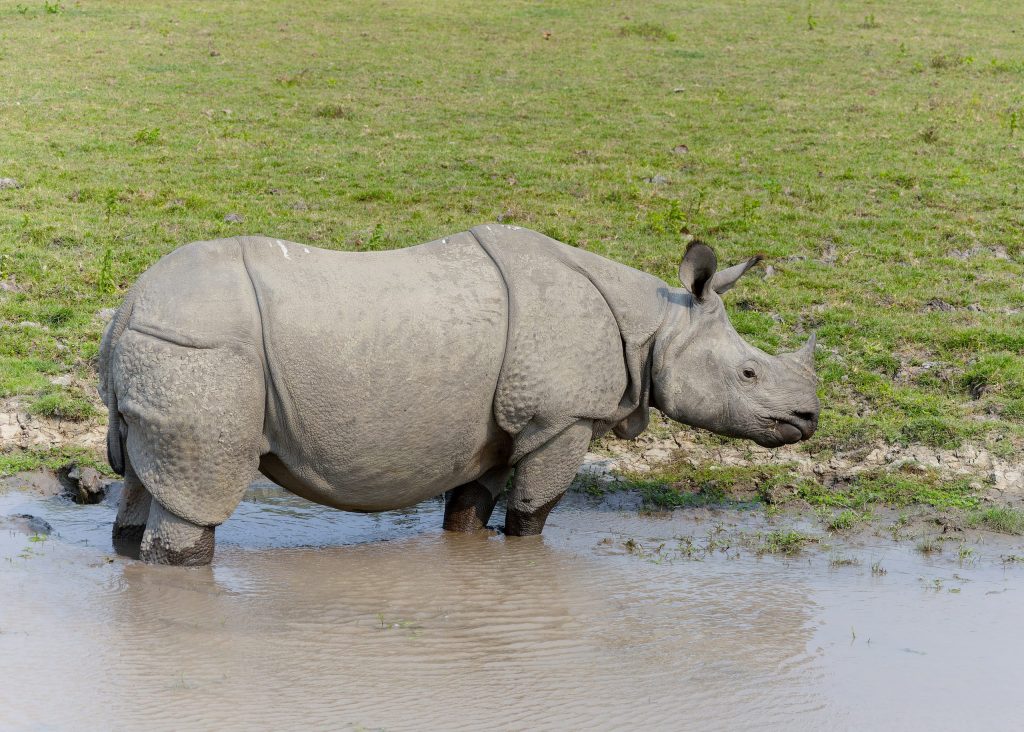 A greater one-horned rhinoceros standing in the grassland of Kaziranga National Park