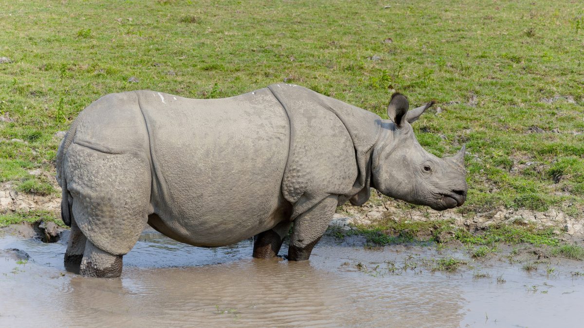 A greater one-horned rhinoceros standing in the grassland of Kaziranga National Park