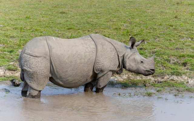 Kaziranga National Park: One-Horned Rhinos, Wildlife and UNESCO World Heritage Status