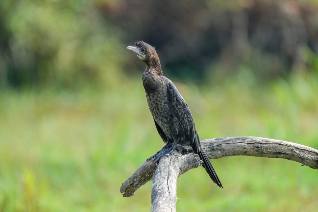 A little cormorant perched in the wetland of Keoladeo National Park at Bharatpur