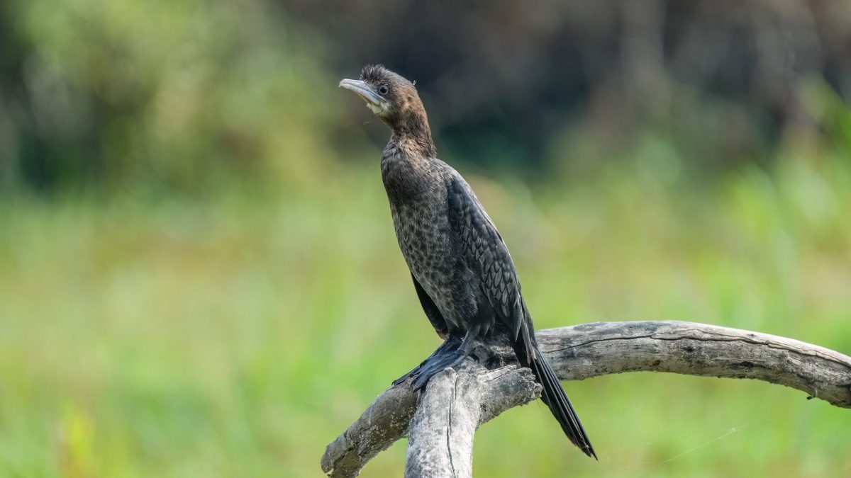 A little cormorant perched in the wetland of Keoladeo National Park at Bharatpur