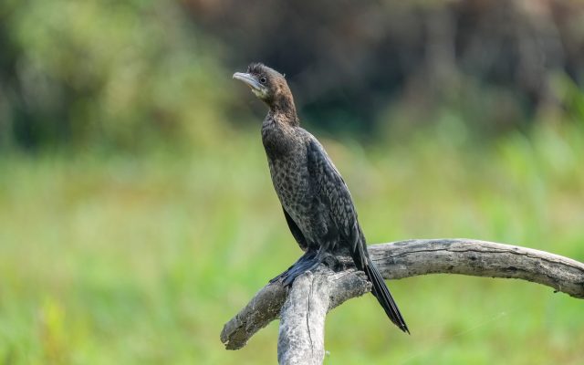 Keoladeo National Park, Bharatpur: Bird Sanctuary and UNESCO World Heritage Site