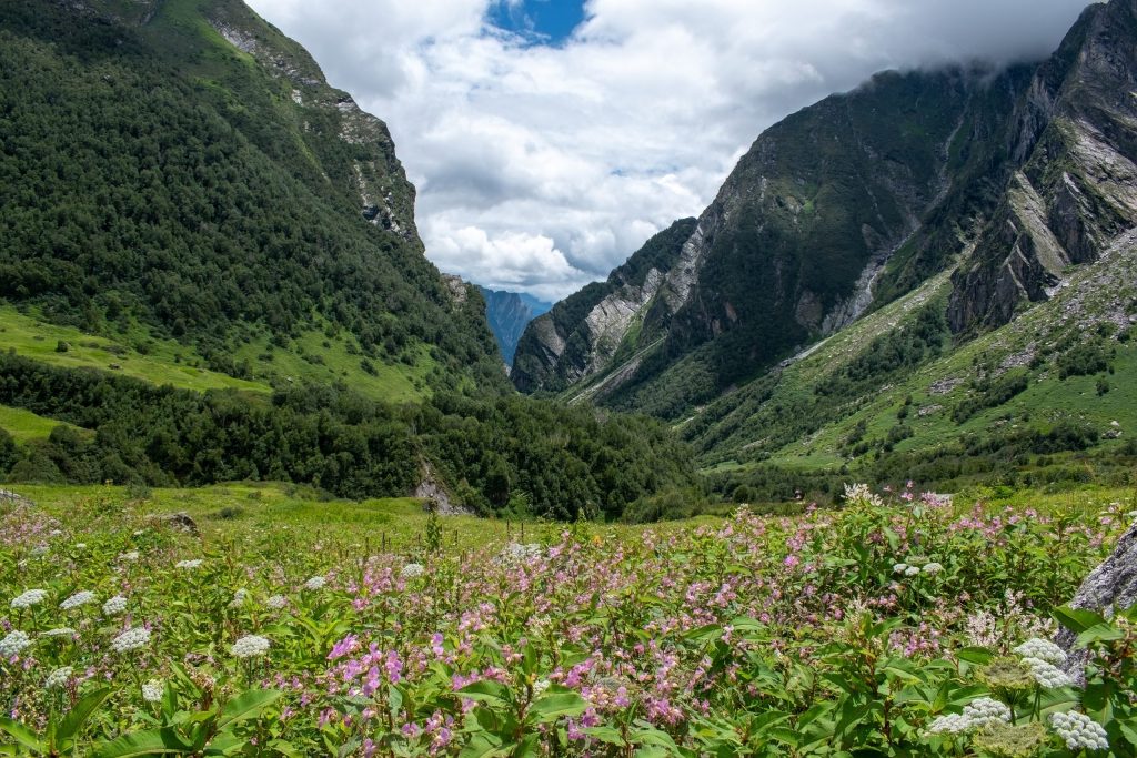 A meadow of pink wildflowers in the Valley of Flowers National Park with Himalayan slopes rising behind