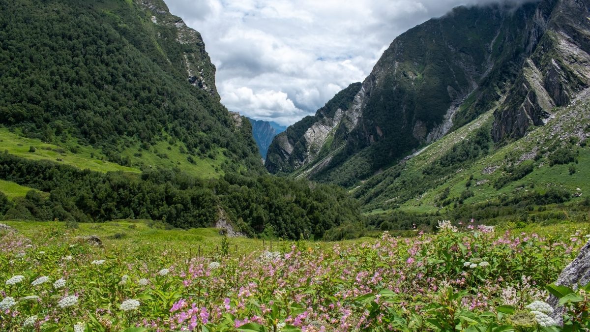 A meadow of pink wildflowers in the Valley of Flowers National Park with Himalayan slopes rising behind