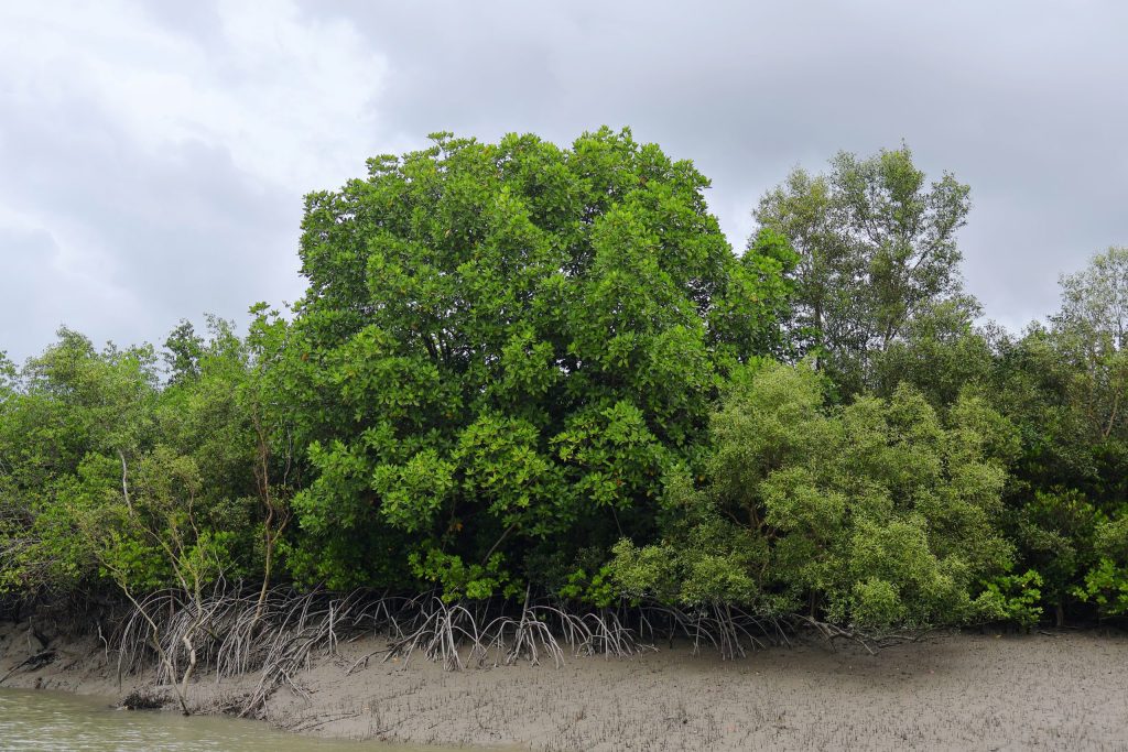 Dense mangrove forest along a tidal creek in the Sundarbans of West Bengal