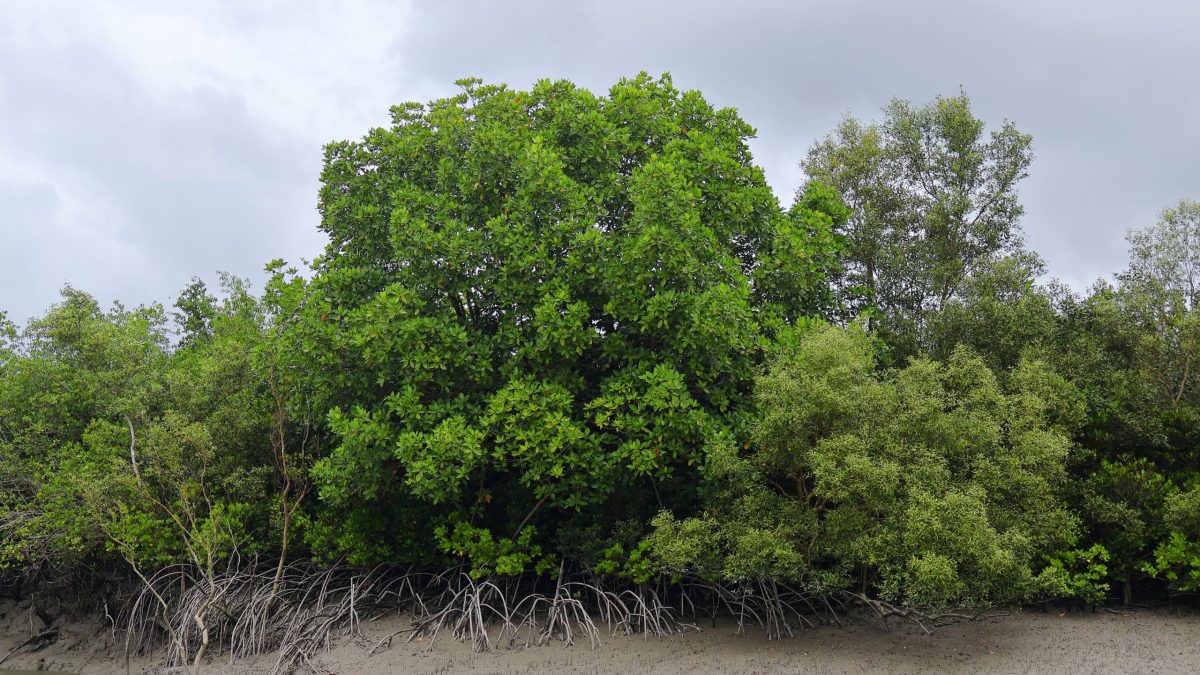 Dense mangrove forest along a tidal creek in the Sundarbans of West Bengal
