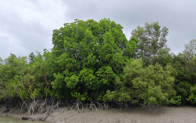 Sundarbans National Park: Mangroves, Tigers and UNESCO World Heritage Status